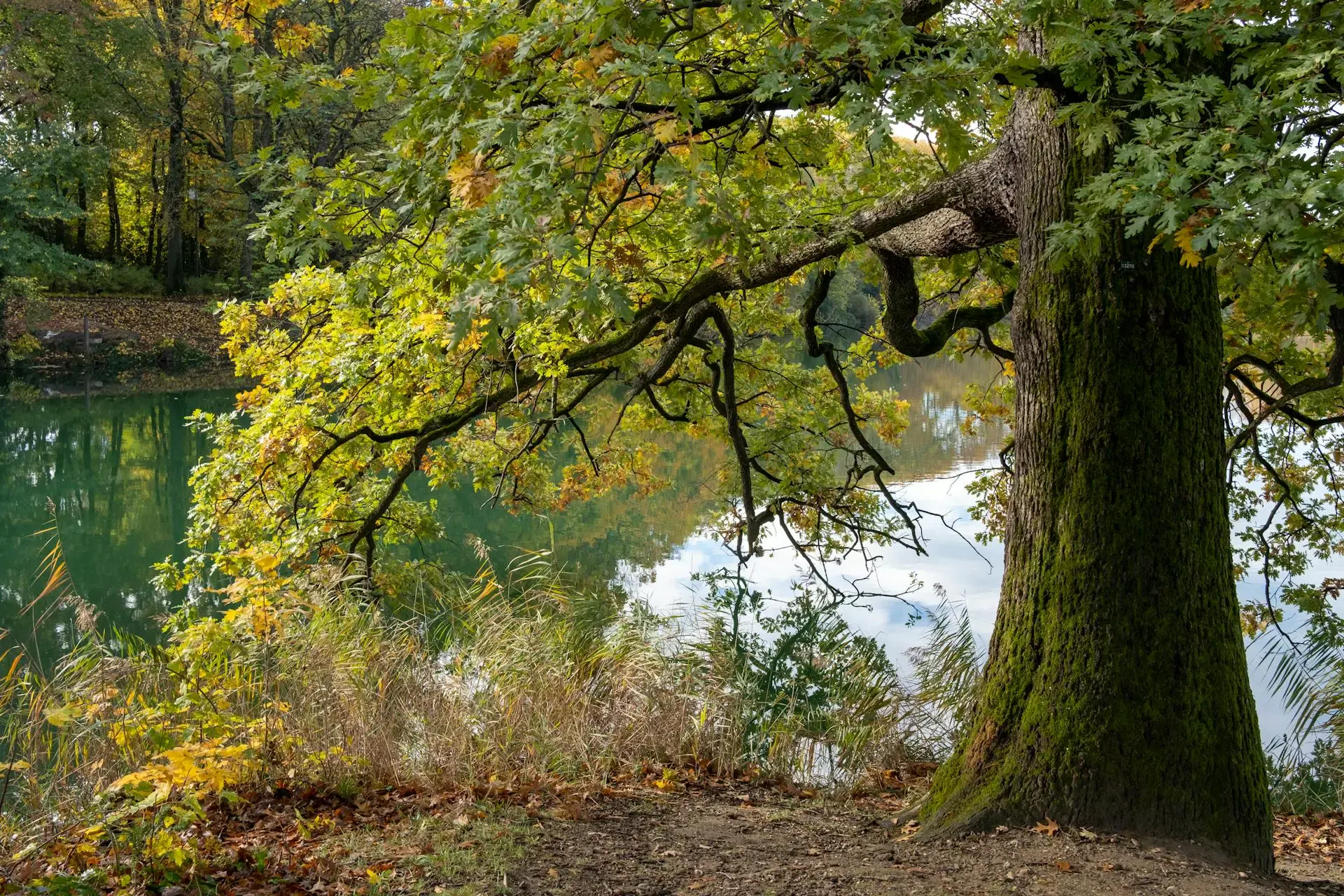 Grand arbre en automne au bord de la Saône, feuillage doré au-dessus de l'eau