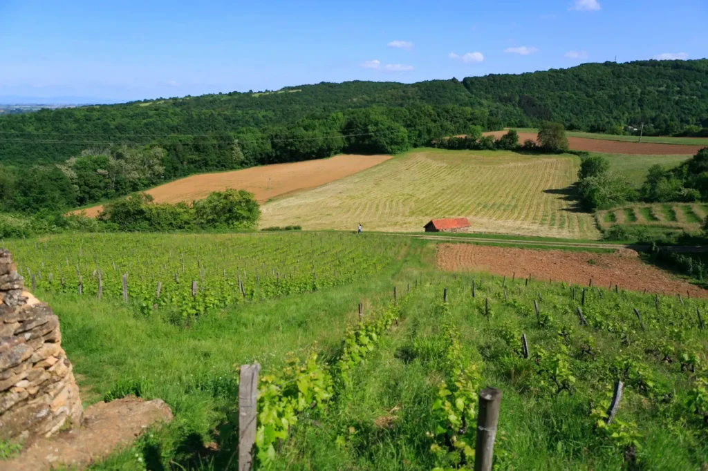 Mont Cindre and Mont Thou hike: the Monts d'Or above Saint-Cyr