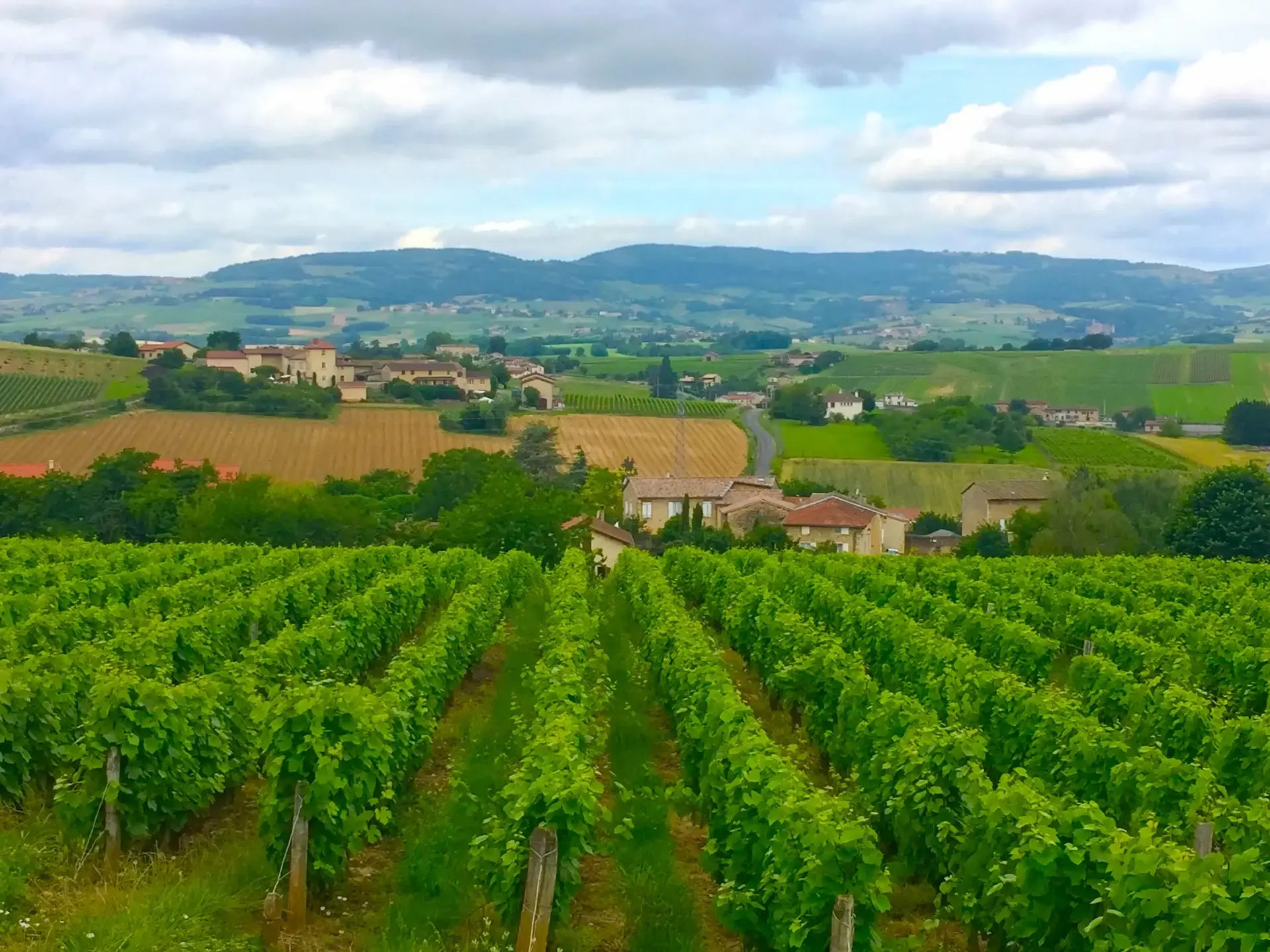 Rows of vines in the foreground and the rolling Beaujolais landscape