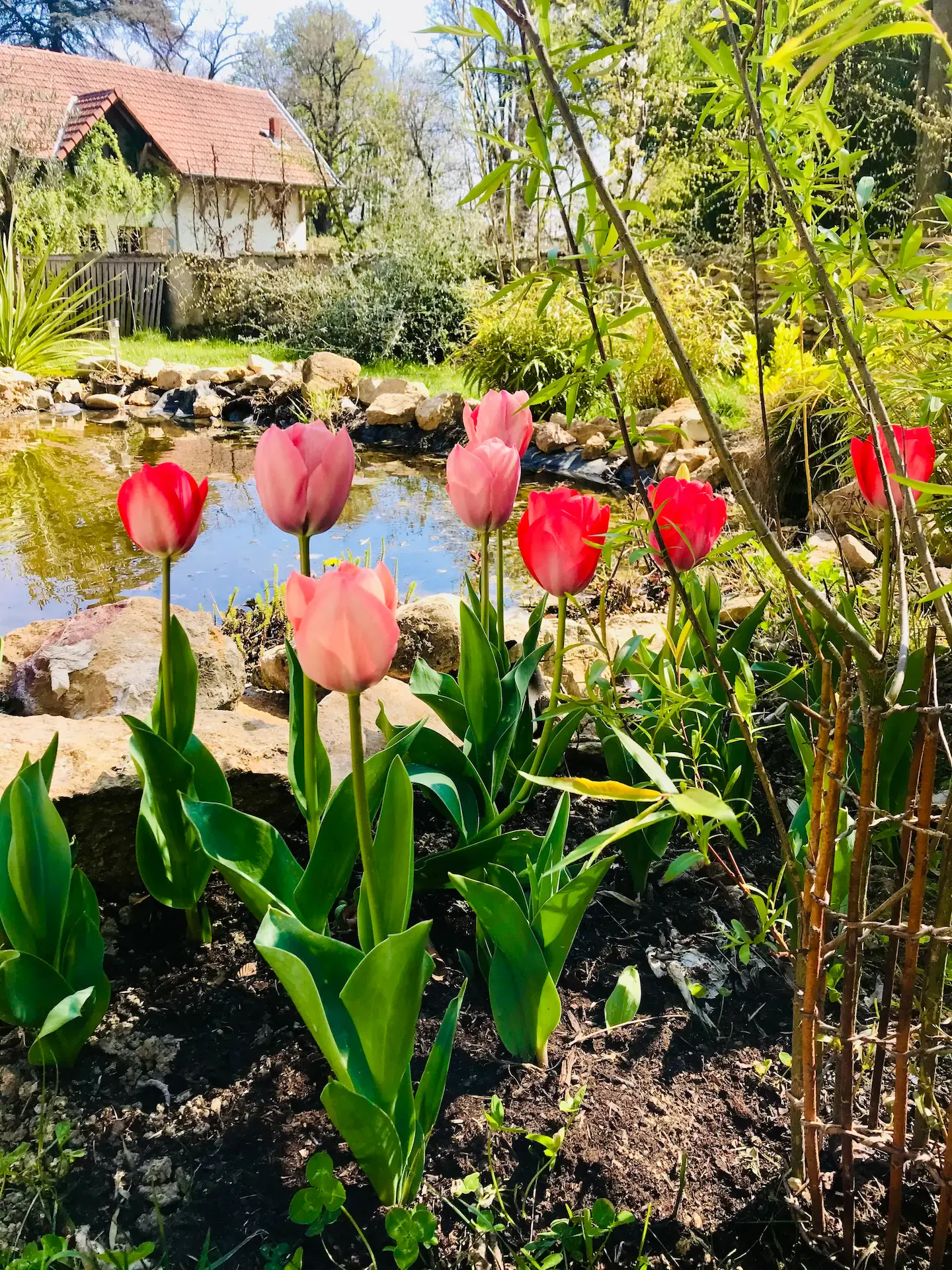Red and pink tulips bloom beside a small pond, surrounded by greenery and rocks, with a quaint house and trees in the background on a sunny day.